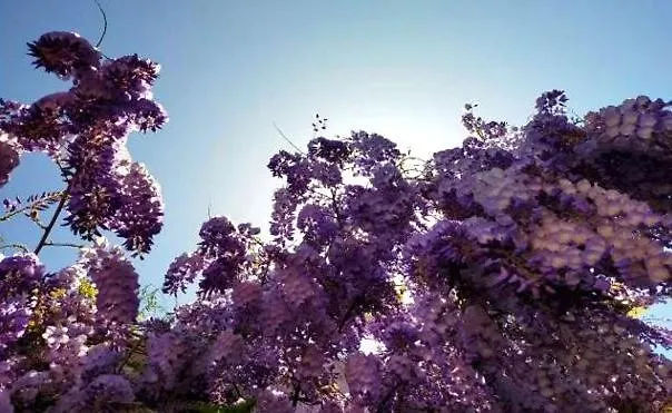 Вилла Carmenes Кониль-де-ла-Фронтера